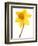 Yellow daffodil-null-Framed Photographic Print