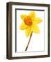 Yellow daffodil-null-Framed Photographic Print