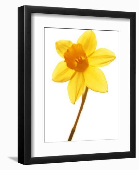 Yellow daffodil-null-Framed Photographic Print