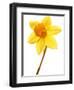 Yellow daffodil-null-Framed Photographic Print