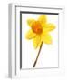 Yellow daffodil-null-Framed Photographic Print