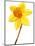 Yellow daffodil-null-Mounted Photographic Print