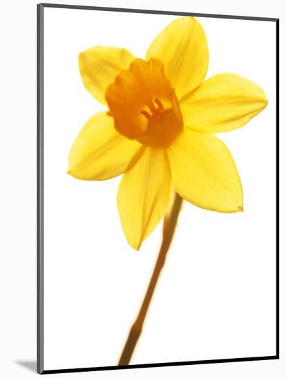 Yellow daffodil-null-Mounted Photographic Print