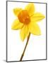 Yellow daffodil-null-Mounted Photographic Print