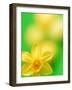 Yellow daffodil-null-Framed Photographic Print