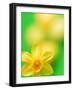 Yellow daffodil-null-Framed Photographic Print