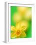 Yellow daffodil-null-Framed Photographic Print