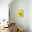 Yellow daffodil-null-Photographic Print displayed on a wall