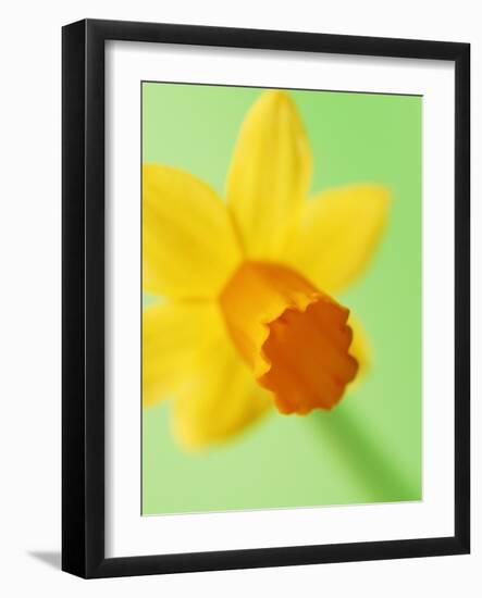 Yellow daffodil-null-Framed Photographic Print