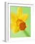 Yellow daffodil-null-Framed Photographic Print