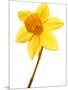 Yellow daffodil-null-Mounted Photographic Print