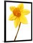 Yellow daffodil-null-Framed Photographic Print