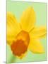 Yellow daffodil-null-Mounted Photographic Print