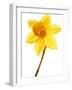 Yellow daffodil-null-Framed Photographic Print