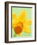 Yellow daffodil-null-Framed Photographic Print