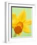 Yellow daffodil-null-Framed Photographic Print