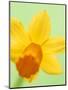 Yellow daffodil-null-Mounted Photographic Print