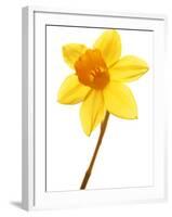 Yellow daffodil-null-Framed Photographic Print