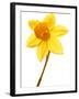 Yellow daffodil-null-Framed Photographic Print