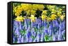 Yellow Daffodils and Blue Grape Hyacinths in Spring Garden 'Keukenhof', Holland-dzain-Framed Stretched Canvas