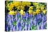 Yellow Daffodils and Blue Grape Hyacinths in Spring Garden 'Keukenhof', Holland-dzain-Stretched Canvas