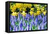 Yellow Daffodils and Blue Grape Hyacinths in Spring Garden 'Keukenhof', Holland-dzain-Framed Stretched Canvas