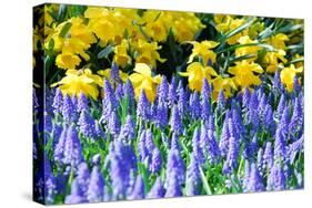 Yellow Daffodils and Blue Grape Hyacinths in Spring Garden 'Keukenhof', Holland-dzain-Stretched Canvas