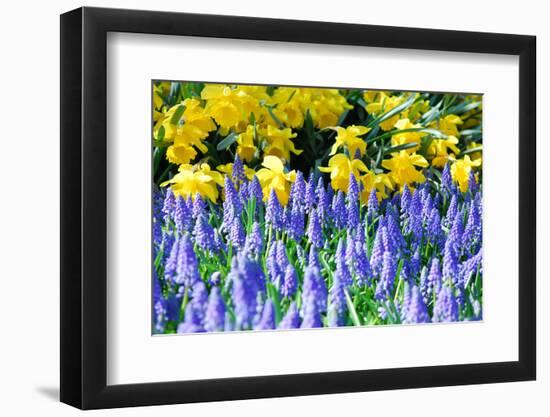 Yellow Daffodils and Blue Grape Hyacinths in Spring Garden 'Keukenhof', Holland-dzain-Framed Photographic Print