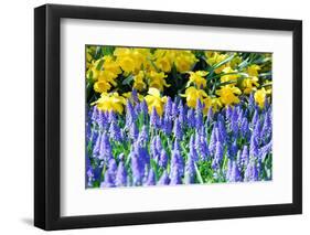 Yellow Daffodils and Blue Grape Hyacinths in Spring Garden 'Keukenhof', Holland-dzain-Framed Photographic Print