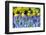 Yellow Daffodils and Blue Grape Hyacinths in Spring Garden 'Keukenhof', Holland-dzain-Framed Photographic Print