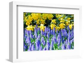 Yellow Daffodils and Blue Grape Hyacinths in Spring Garden 'Keukenhof', Holland-dzain-Framed Photographic Print