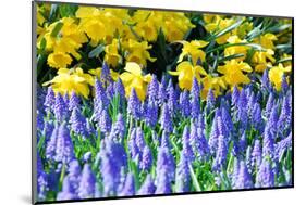 Yellow Daffodils and Blue Grape Hyacinths in Spring Garden 'Keukenhof', Holland-dzain-Mounted Photographic Print
