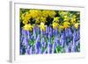 Yellow Daffodils and Blue Grape Hyacinths in Spring Garden 'Keukenhof', Holland-dzain-Framed Photographic Print