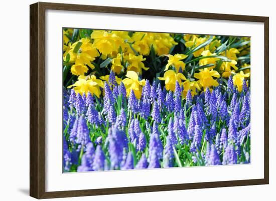 Yellow Daffodils and Blue Grape Hyacinths in Spring Garden 'Keukenhof', Holland-dzain-Framed Photographic Print