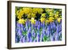 Yellow Daffodils and Blue Grape Hyacinths in Spring Garden 'Keukenhof', Holland-dzain-Framed Photographic Print