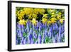 Yellow Daffodils and Blue Grape Hyacinths in Spring Garden 'Keukenhof', Holland-dzain-Framed Photographic Print