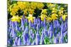 Yellow Daffodils and Blue Grape Hyacinths in Spring Garden 'Keukenhof', Holland-dzain-Mounted Photographic Print