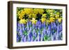 Yellow Daffodils and Blue Grape Hyacinths in Spring Garden 'Keukenhof', Holland-dzain-Framed Photographic Print