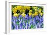 Yellow Daffodils and Blue Grape Hyacinths in Spring Garden 'Keukenhof', Holland-dzain-Framed Photographic Print