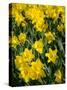 Yellow Daffodils, Elmira College, New York, USA-Lisa S. Engelbrecht-Stretched Canvas