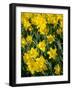 Yellow Daffodils, Elmira College, New York, USA-Lisa S. Engelbrecht-Framed Photographic Print