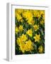 Yellow Daffodils, Elmira College, New York, USA-Lisa S. Engelbrecht-Framed Photographic Print