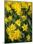 Yellow Daffodils, Elmira College, New York, USA-Lisa S. Engelbrecht-Mounted Photographic Print