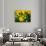 Yellow Daffodils, Elmira College, New York, USA-Lisa S^ Engelbrecht-Photographic Print displayed on a wall