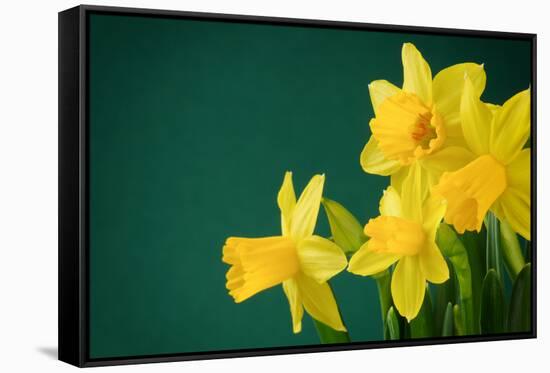 Yellow Daffodils on Green Background-paulgrecaud-Framed Stretched Canvas