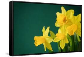 Yellow Daffodils on Green Background-paulgrecaud-Framed Stretched Canvas