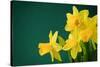 Yellow Daffodils on Green Background-paulgrecaud-Stretched Canvas