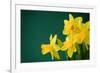 Yellow Daffodils on Green Background-paulgrecaud-Framed Photographic Print