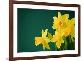 Yellow Daffodils on Green Background-paulgrecaud-Framed Photographic Print
