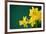 Yellow Daffodils on Green Background-paulgrecaud-Framed Photographic Print